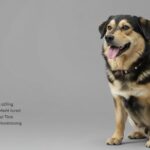 Chóim24h: A Revolutionary Step in Real-Time Canine Monitoring